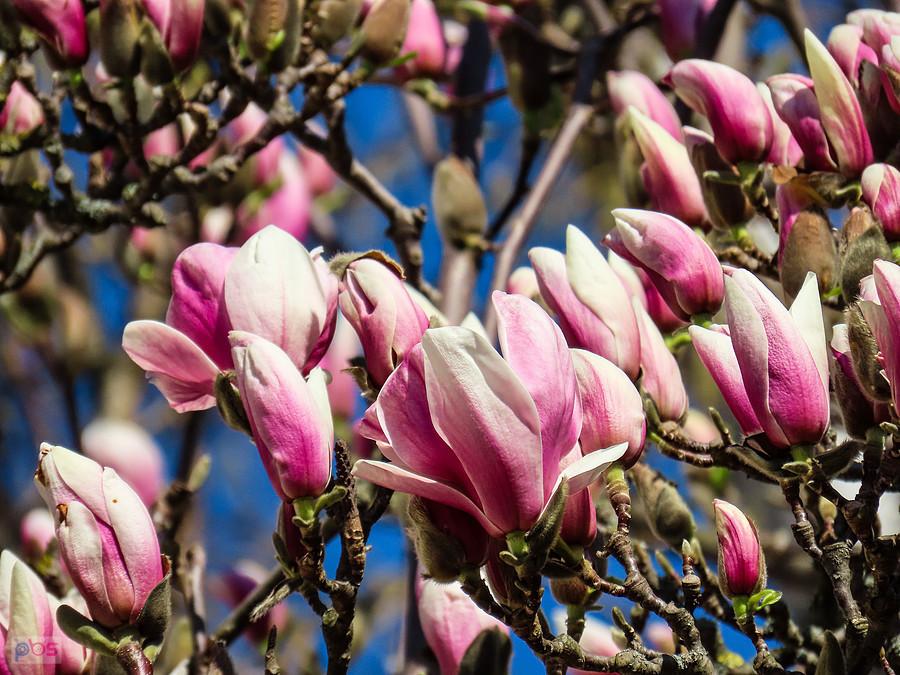Magnolia obsypana kwiatami