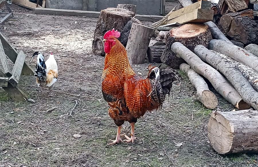 Kogut ze Szczepowa