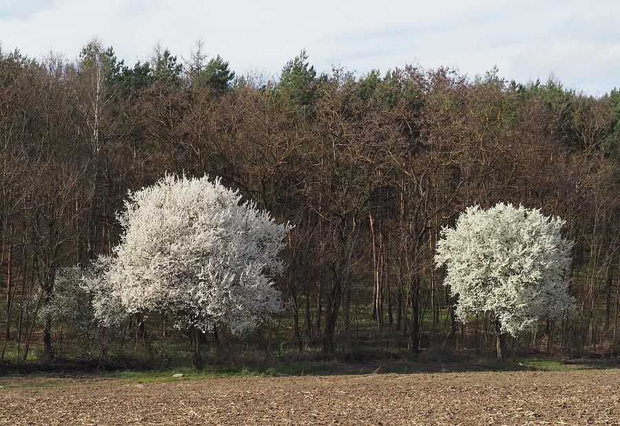 Kwiecień, więc kwitnie