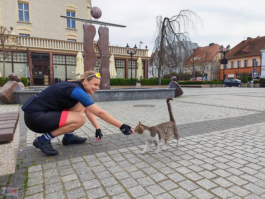 Kotek z Krotoszyna
