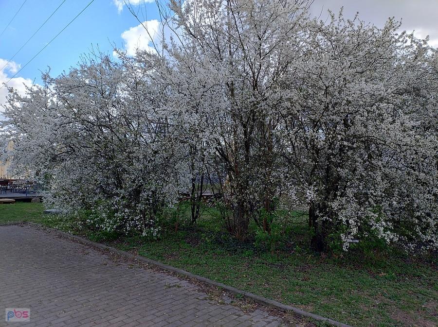 Kwitnące drzewa przy chodniku