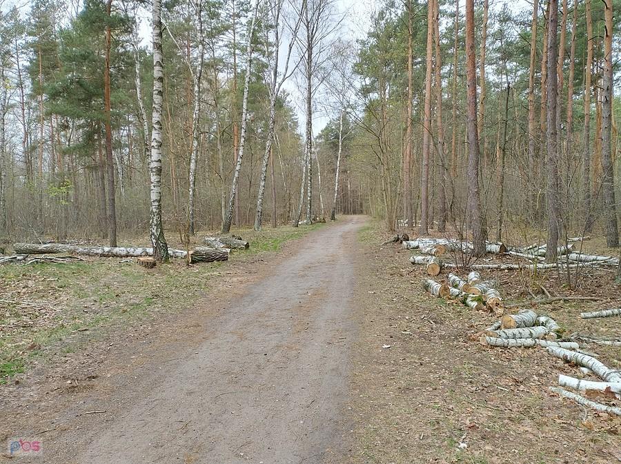 Przez las