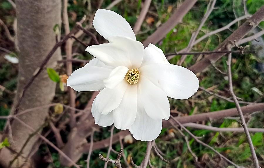 Kwiat magnolii