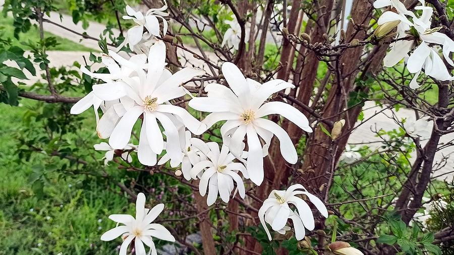 Magnolia gwiaździsta