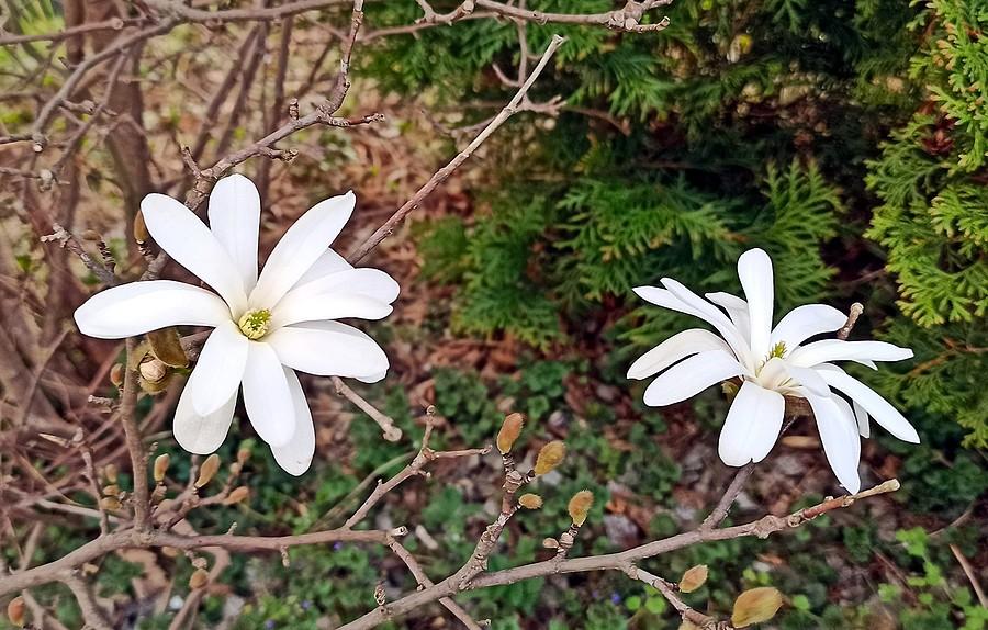 Kwitnąca magnolia gwiaździsta