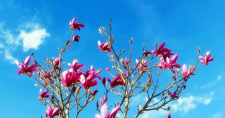 Magnolia na tle nieba