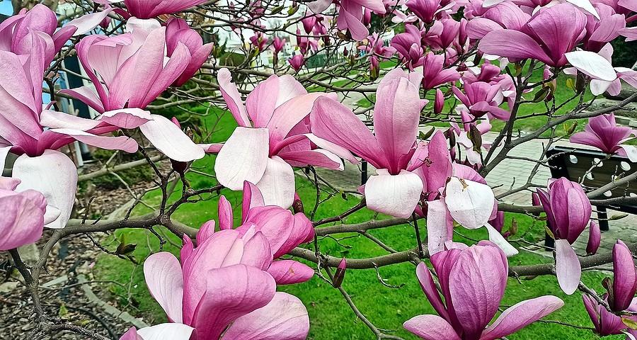 Magnolia