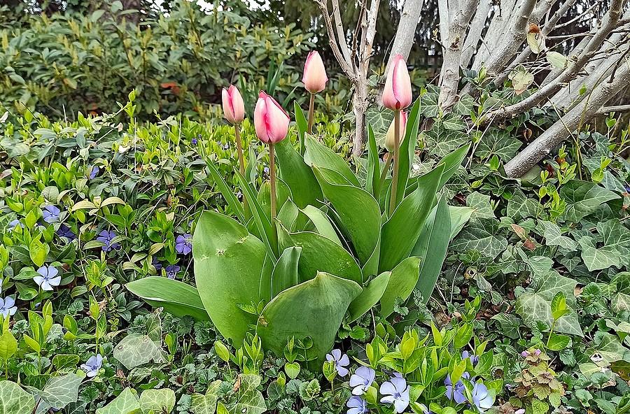 Tulipany i barwinek