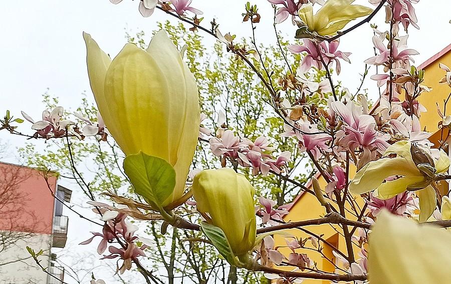 Magnolia żółta