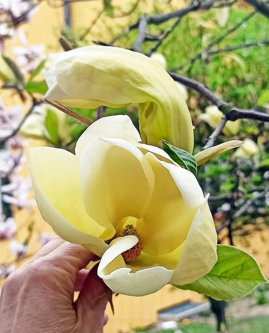 Kwiat magnolii żółtej