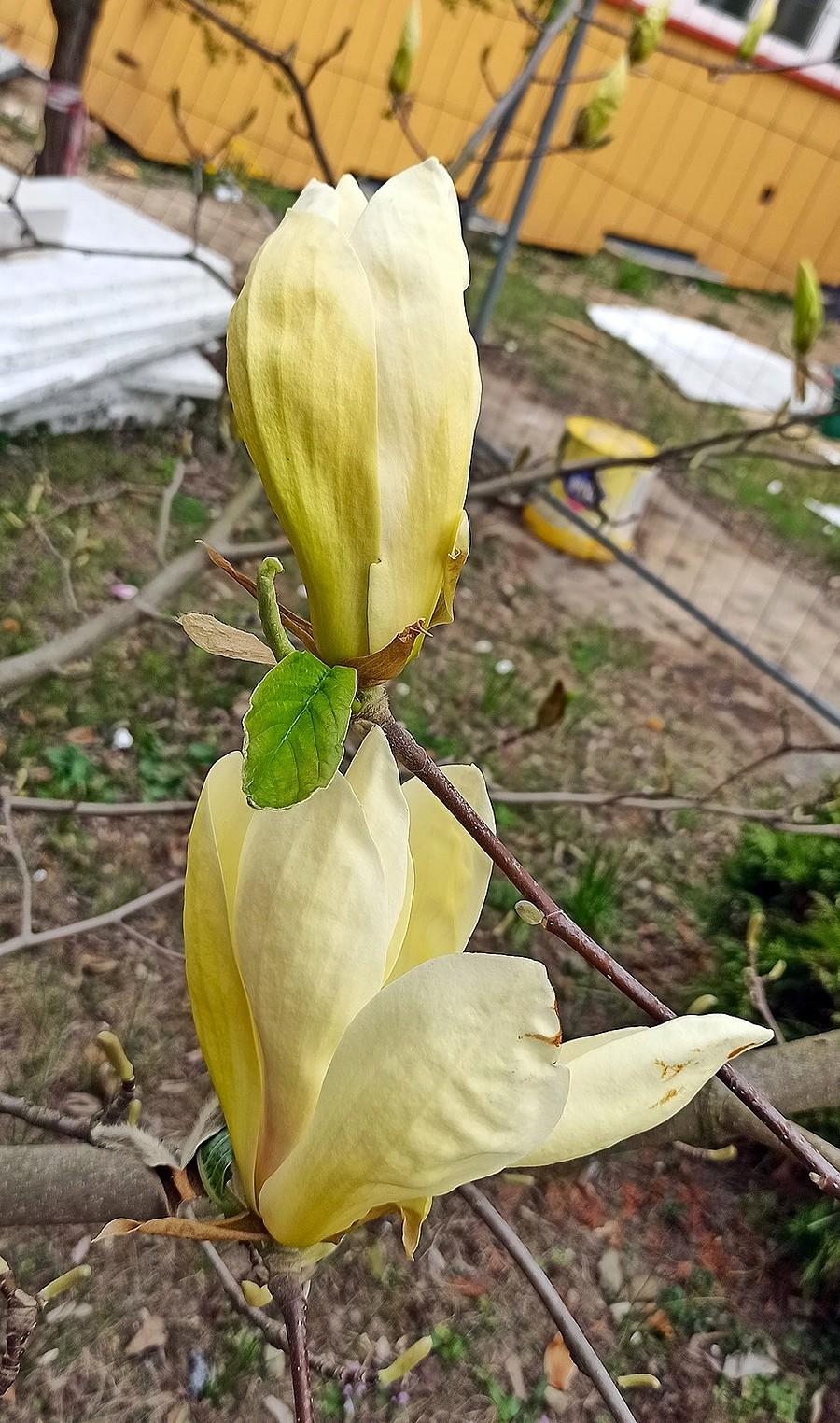Pąki magnolii żółtej