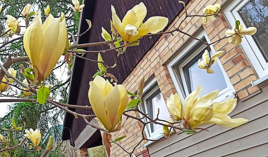 Magnolia żółta zaczyna kwitnąć