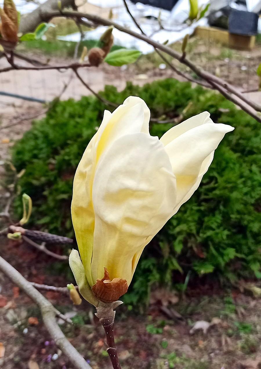 Magnolia żółta
