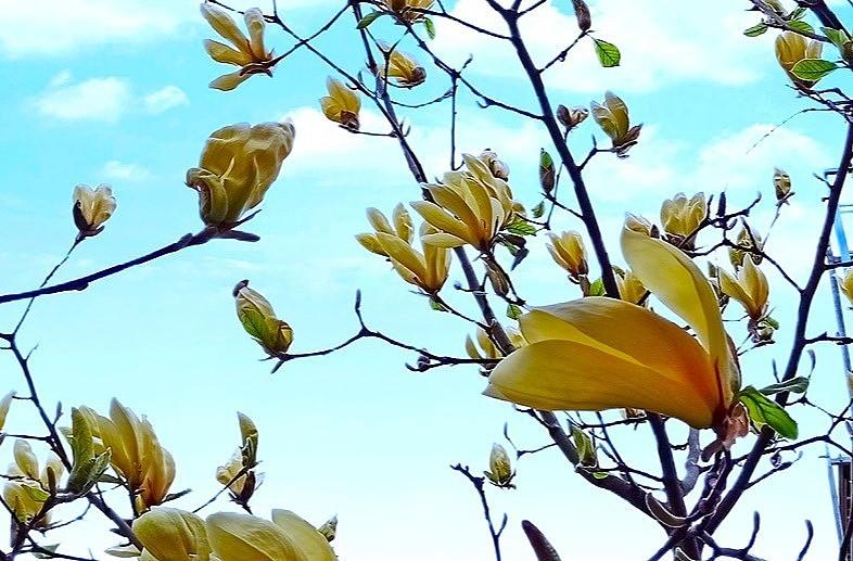 Magnolia żółta zaczyna dopiero kwitnąć