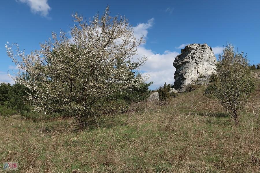 Wiosna na Cegielni