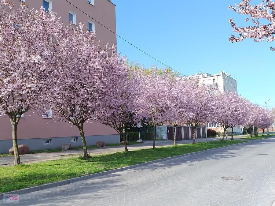 Wiosenne drzewka w Ożarowie