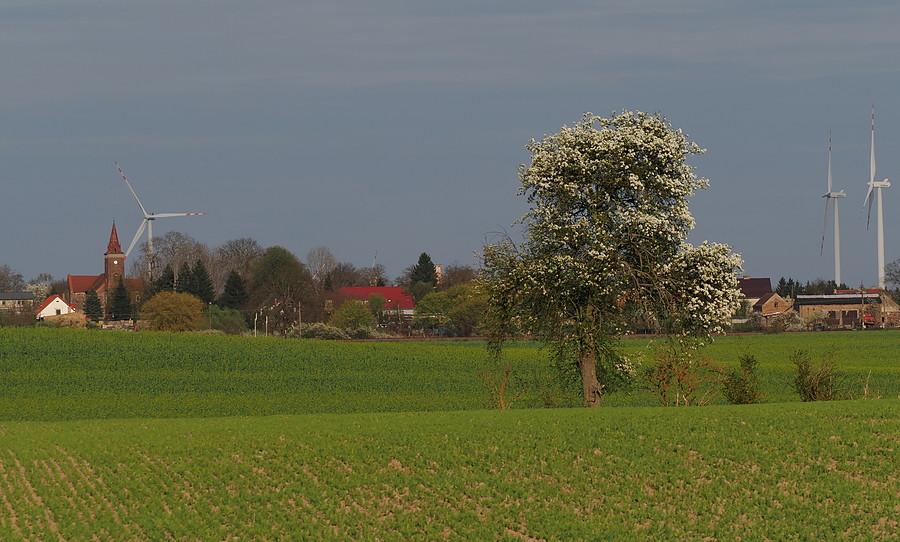 Kilka ciepłych dni i zieleń wystrzeliła