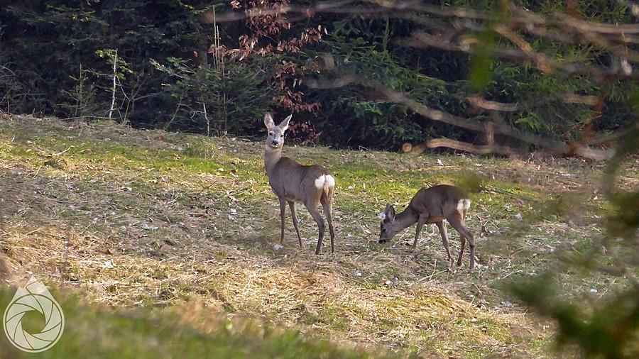 podwieczorek na polach nad Suchą Górą