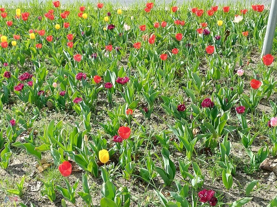Tulipany na rabatce w Zielonkach