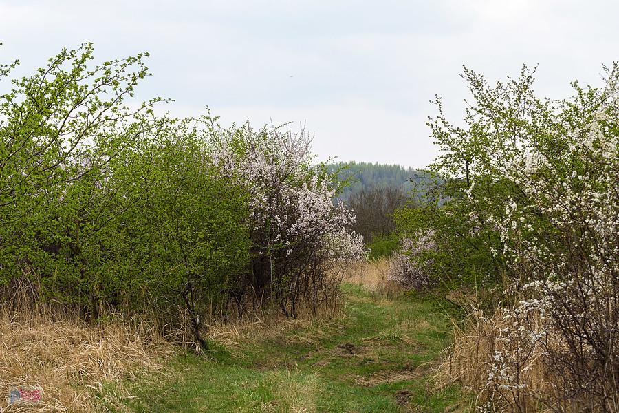 Droga na łąkę w dzielnicy Błeszno