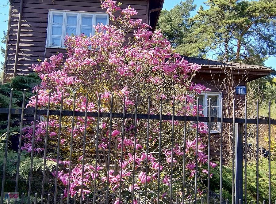 Magnolia na Boernerowie