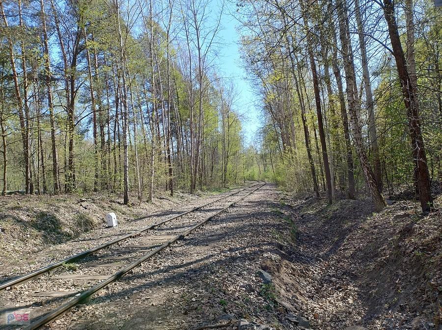 Tor przez las
