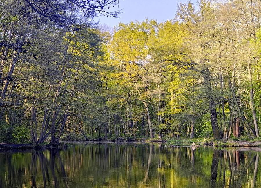 Barwy Dębiny
