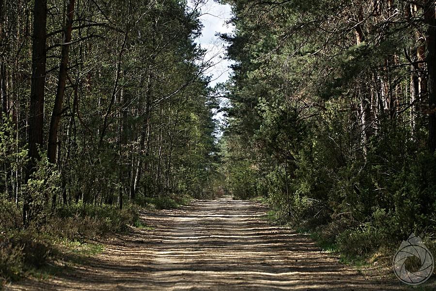 wyjazd z lasu poligonowego pod Łukowem