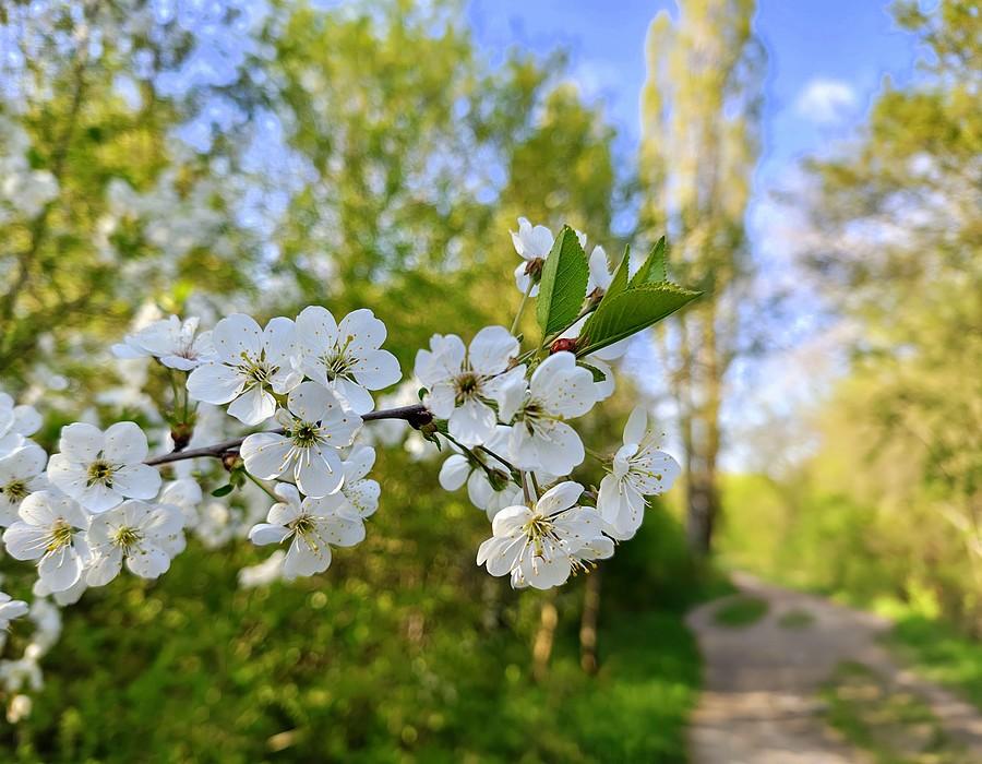 Wszystko kwitnie