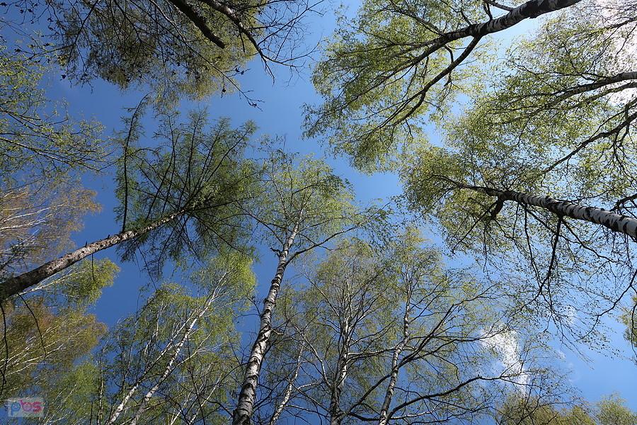 Błękit nieba i zieleń wiosenna