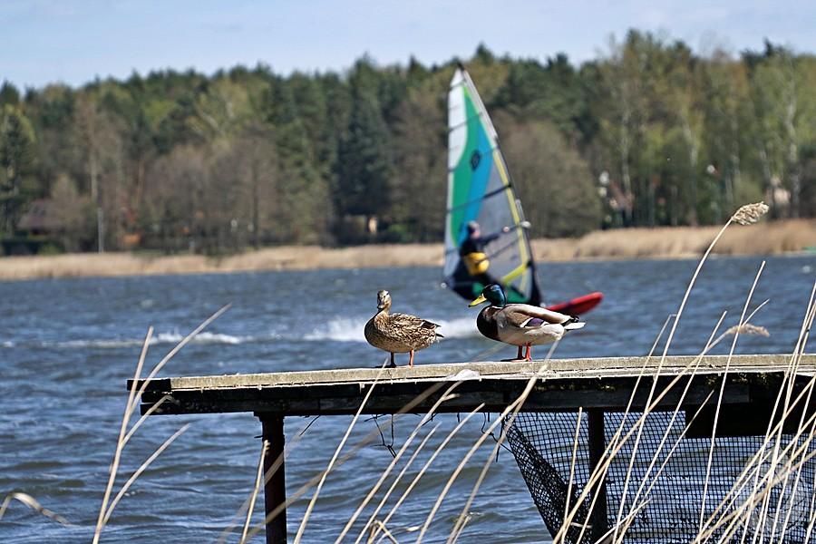 niemi obserwatorzy wind-zabaw na Firleju