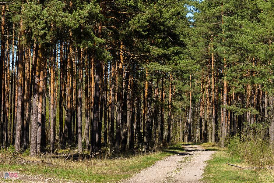 Las w pobliżu miejscowości Korwinów i osady Bloki Kolejowe.