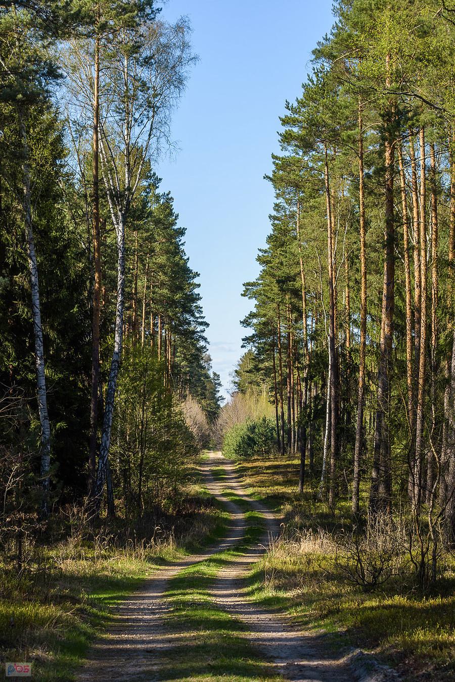 Las w pobliżu miejscowości Korwinów i osady Bloki Kolejowe.
