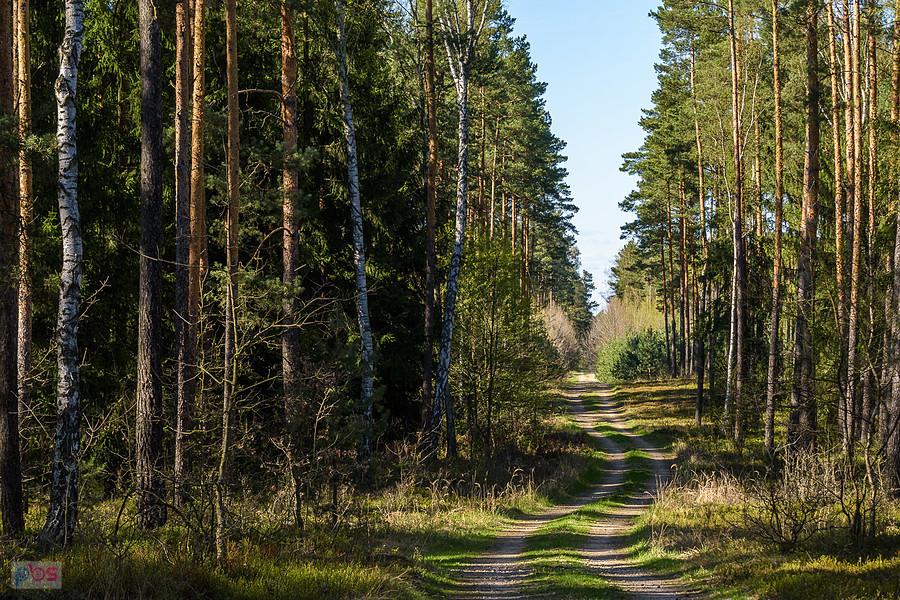 Las w pobliżu miejscowości Korwinów i osady Bloki Kolejowe.