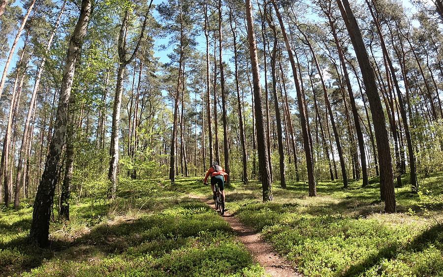 Piękne leśne singielki