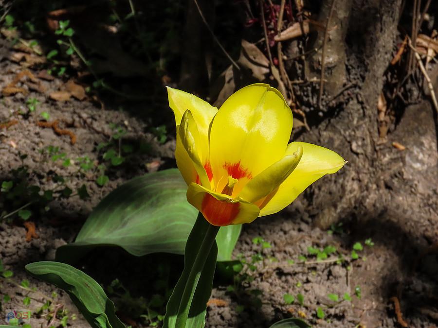 Żółty tulipan