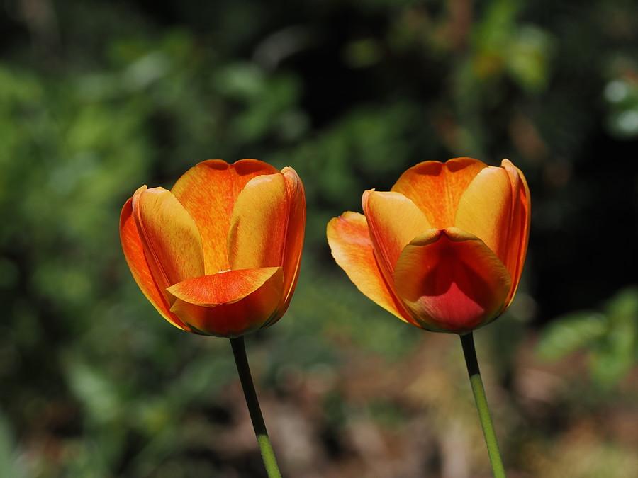 Kwitną tulipany
