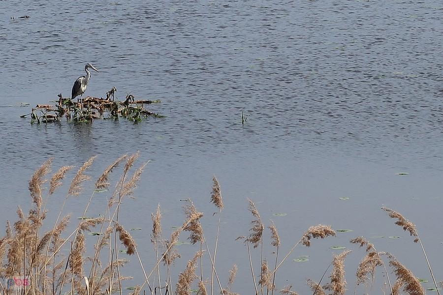 Czapla siwa