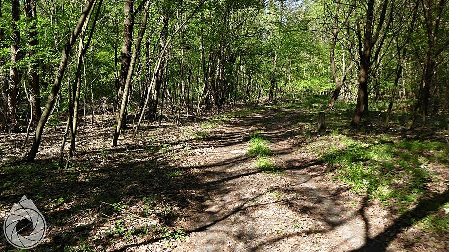 podkarpackie lasy popoligonowe