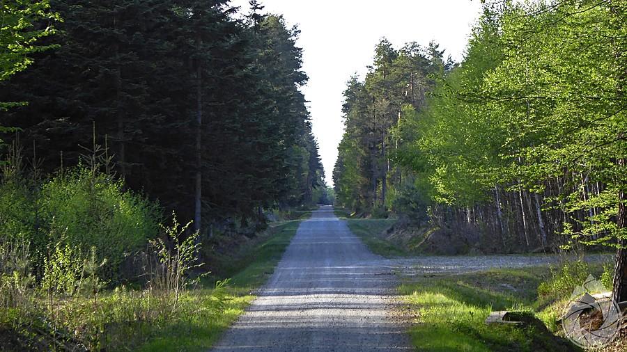 długa i prosta prosta przez lasy Nowej Dęby