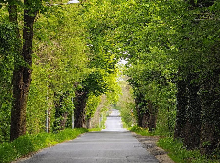 Jazda przez tunel drzew