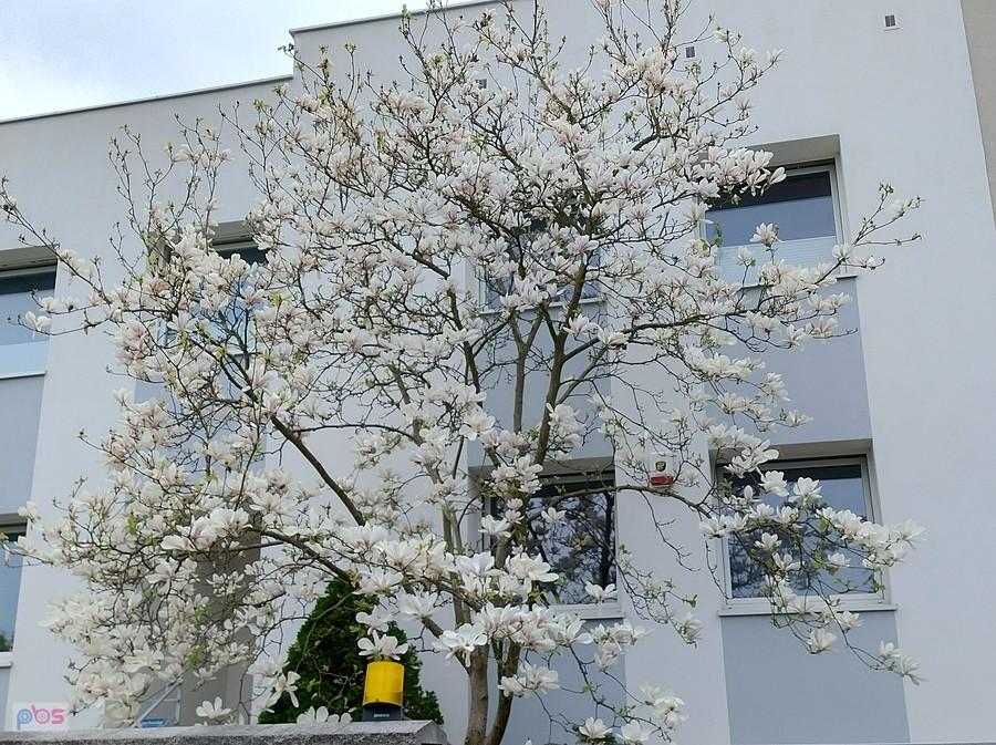 I spóźniona kwitnąca magnolia