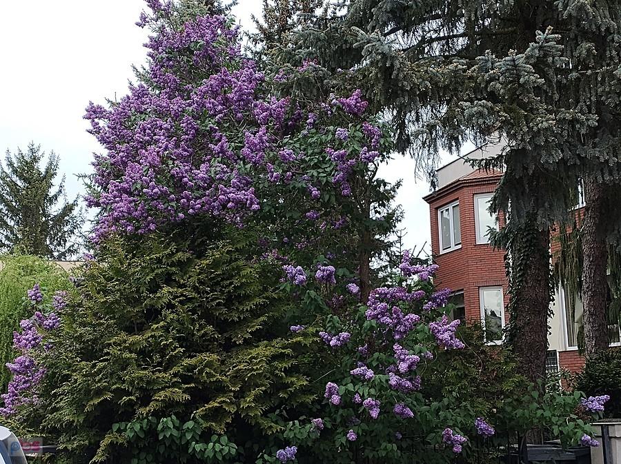 Bez też już kwitnie. Ten ma piękny intensywny kolor