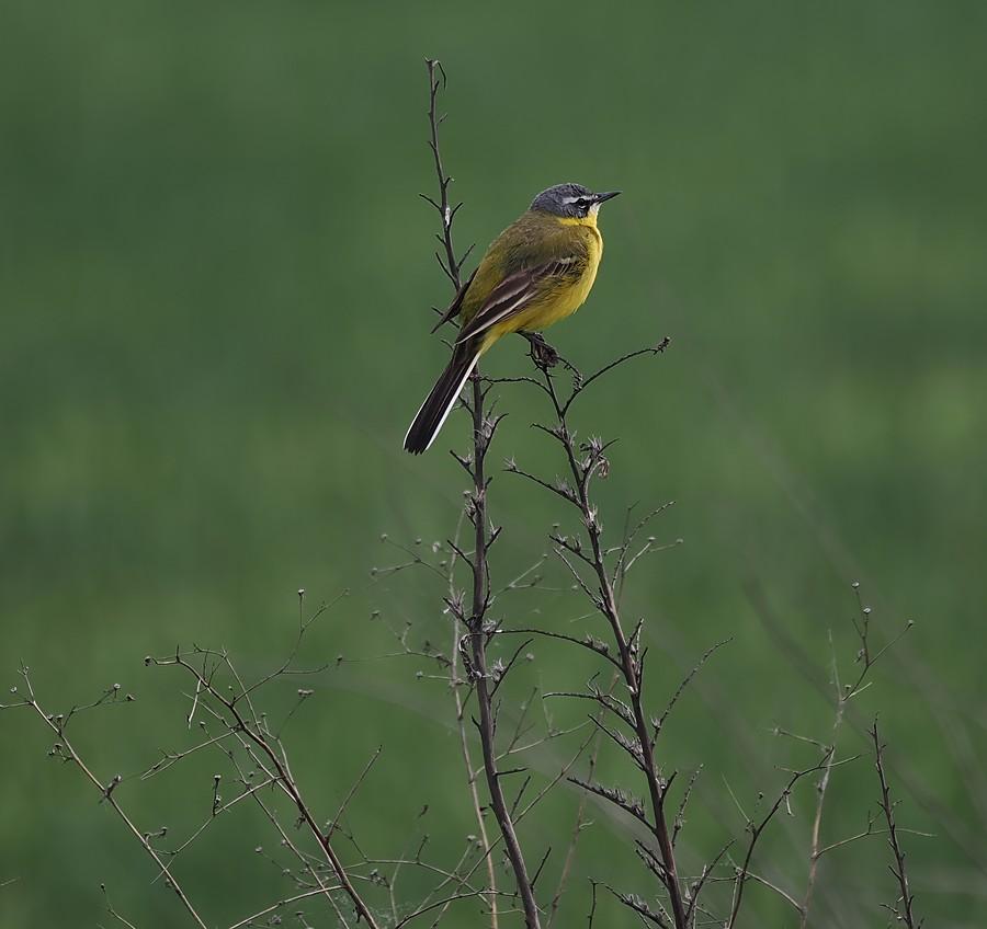 Pliszka żółta środowiskowo