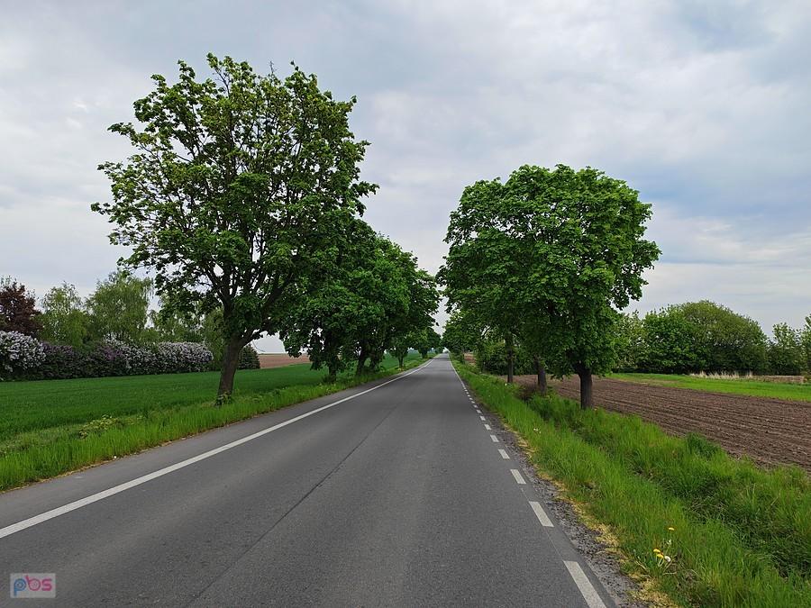 Droga wiejska otoczona drzewami