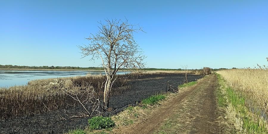 W kwietniu spłonęło kilka hektarów trzcinowisk