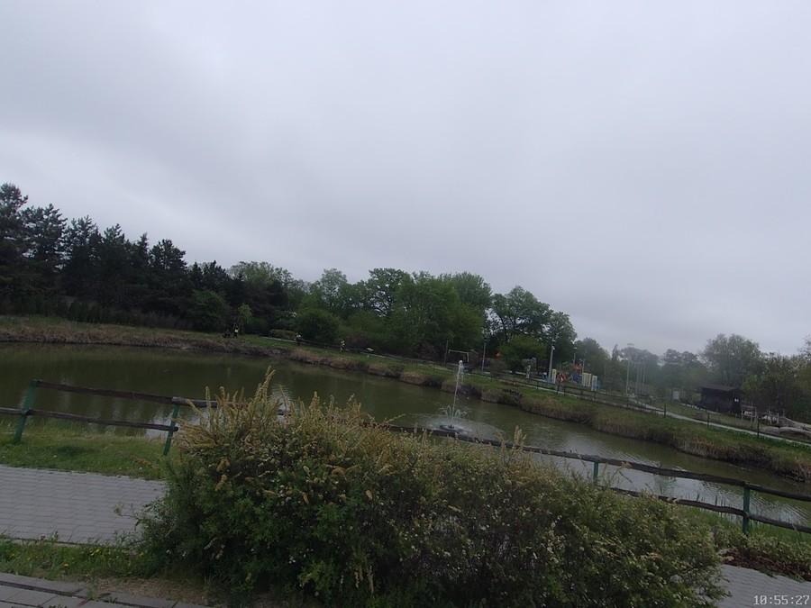 Staw w Borzęcinie