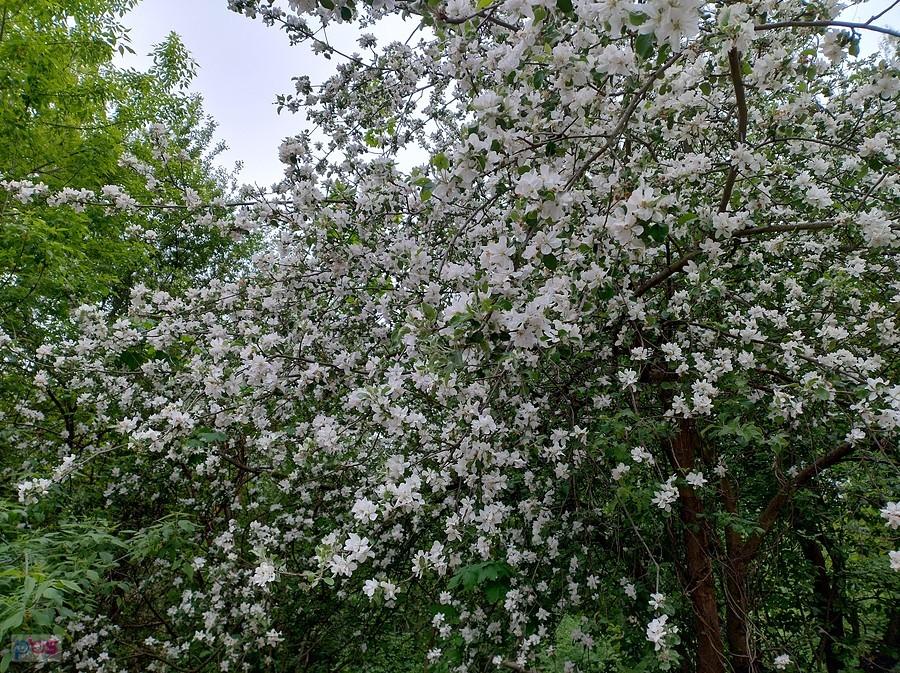 Kwitnąca jabłoń