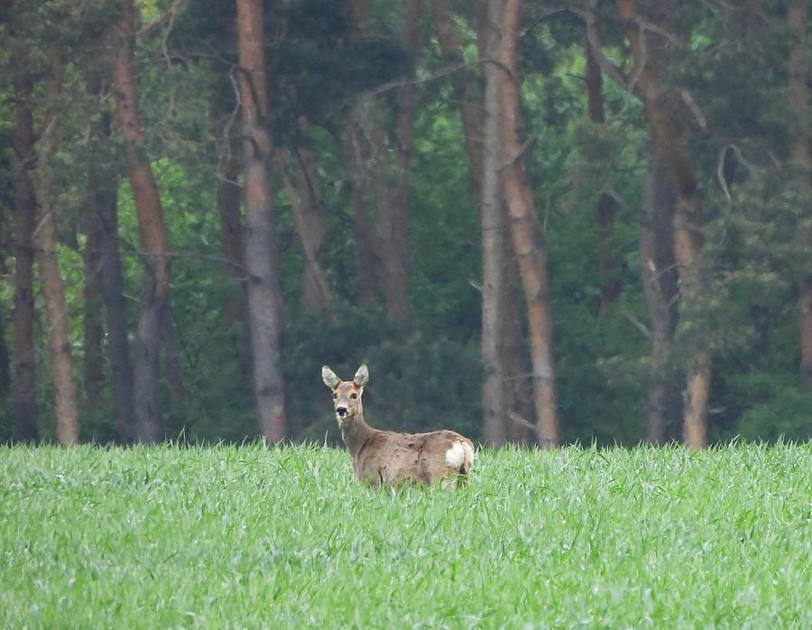 Sarenka postanowiła się bardziej pokazać