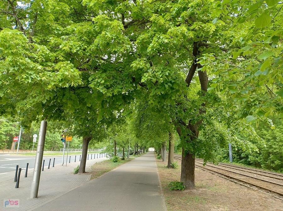 Lipowa ddr na Marymonckiej